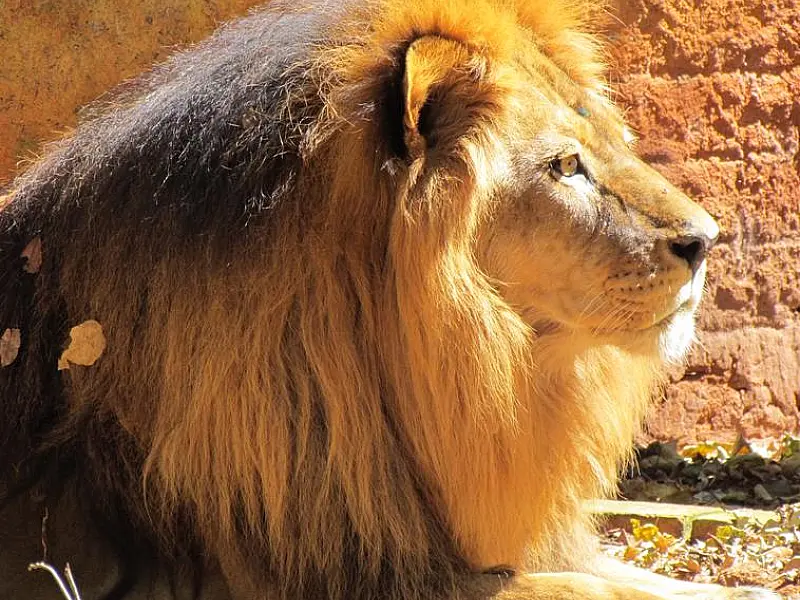 Simba embarca para SP acompanhado de especialistas
