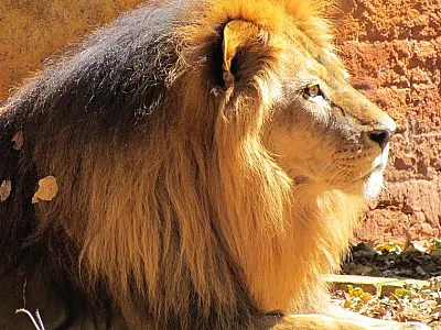 Simba embarca para SP acompanhado de especialistas