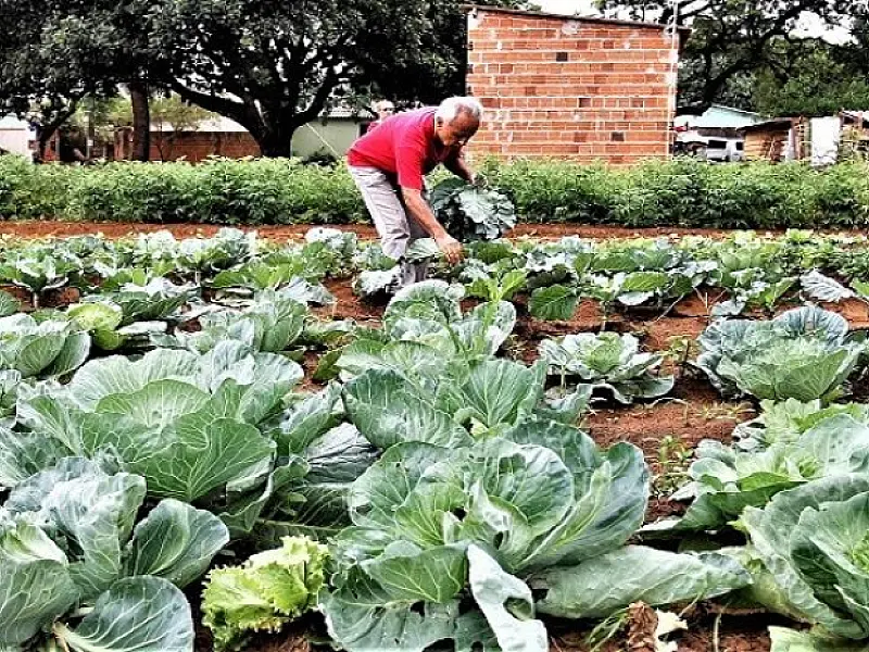 Agricultura Familiar: Governo prorroga DAP's por mais 6 meses
