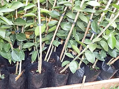 Agraer estimula produção de pomares domésticos em Ivinhema
