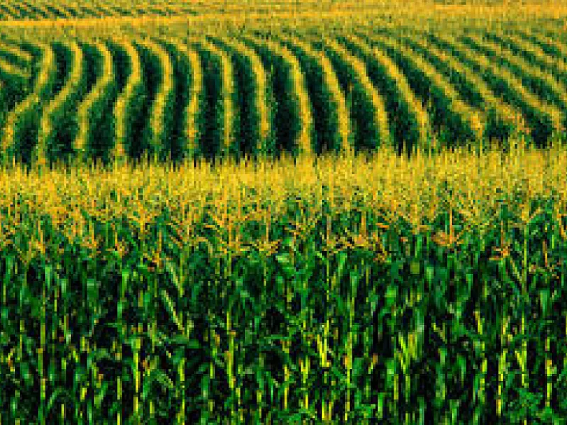Acordo prevê multiplicação de sementes de milho para a agricultura familiar