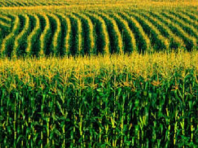 Acordo prevê multiplicação de sementes de milho para a agricultura familiar