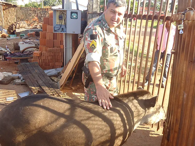 PMA captura anta pela terceira vez em Três Lagoas