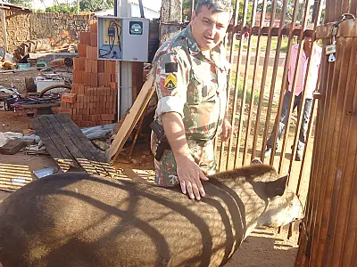 PMA captura anta pela terceira vez em Três Lagoas