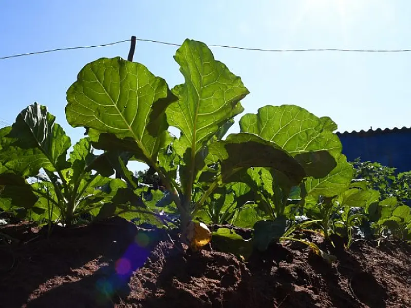 Sua ação pode virar referência: SES abre chamada para coletânea de boas práticas em nutrição