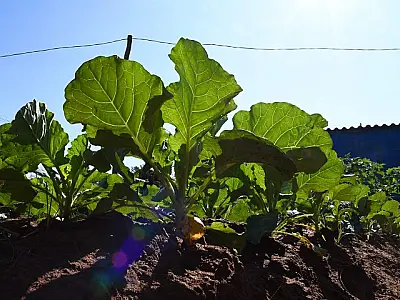 Sua ação pode virar referência: SES abre chamada para coletânea de boas práticas em nutrição