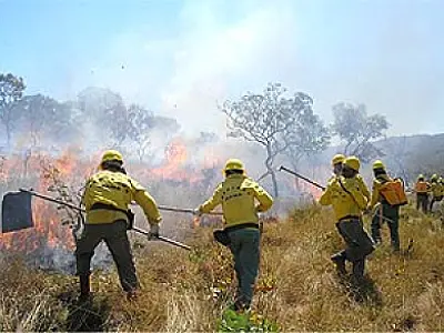 Ibama contrata 120 brigadistas para combater incêndios