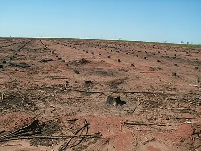Pecuarista paranaense é autuado em R$ 68 mil por incêndio em sua propriedade