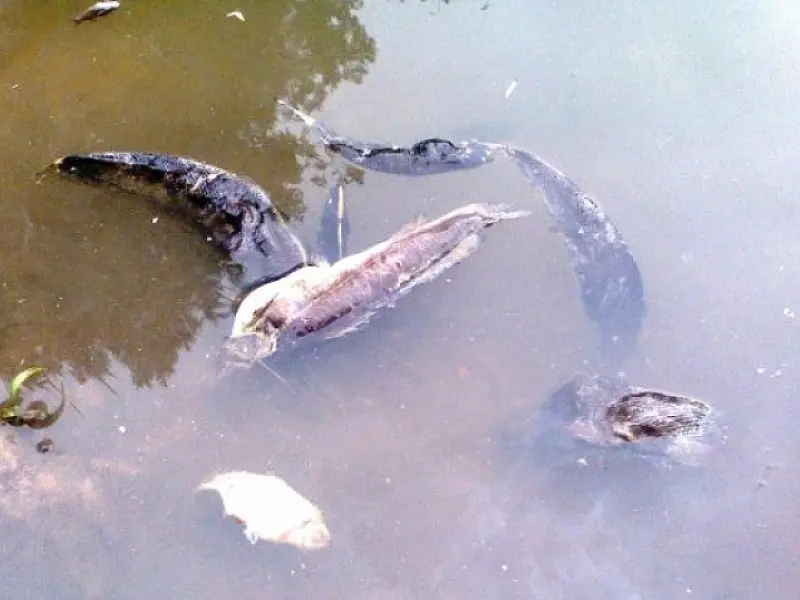 Mortandade de peixes é registrada no Córrego Esperança, em Batayporã