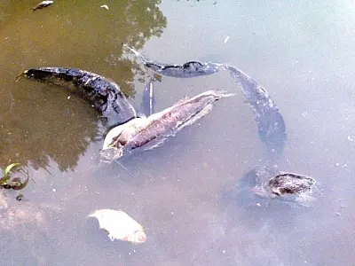 Mortandade de peixes é registrada no Córrego Esperança, em Batayporã