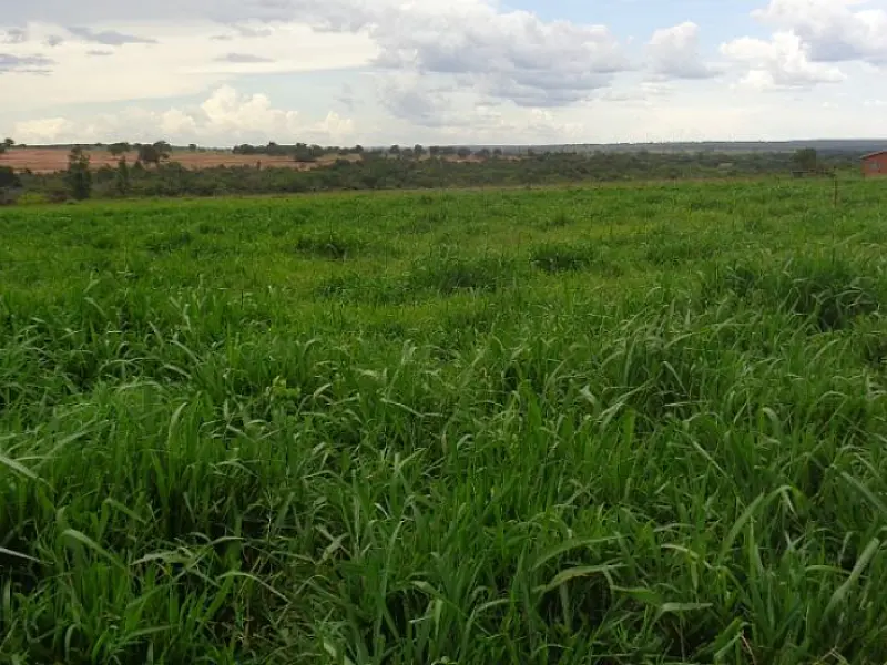 MS tem 4,7 milhões de hectares de pastagens degradadas