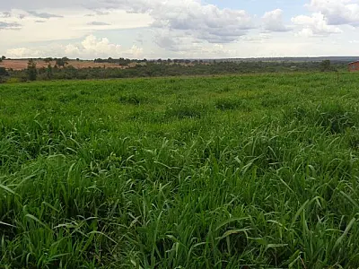 MS tem 4,7 milhões de hectares de pastagens degradadas