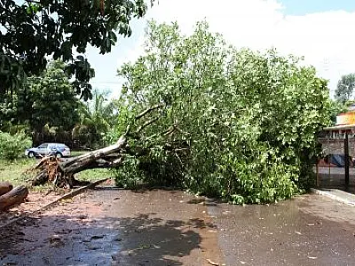 Vendaval provoca queda de várias árvores em Coxim