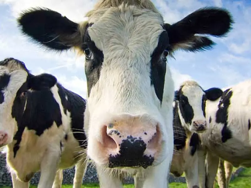 Seprotur esclarece e tranquiliza população sobre risco de “Vaca Louca” em MS