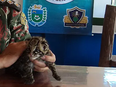 PMA recolhe filhote de onça encontrado em ponte de MT