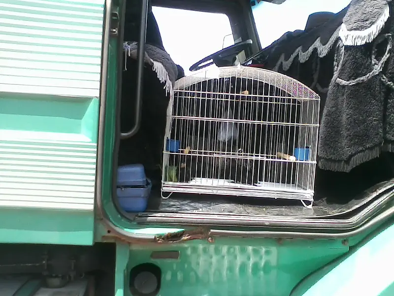 PMA prende caminhoneiro com 5 aves silvestres