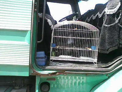 PMA prende caminhoneiro com 5 aves silvestres