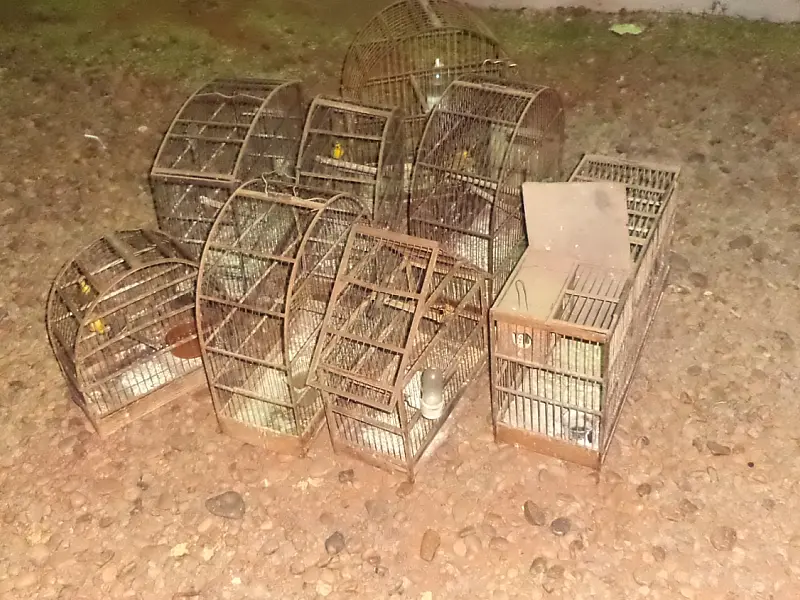 Idoso é autuado em R$ 5 mil por criar 10 aves silvestres ilegalmente