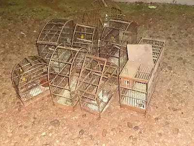 Idoso é autuado em R$ 5 mil por criar 10 aves silvestres ilegalmente