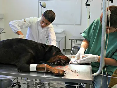 Pela terceira vez na semana, cão é ferido por porco-espinho