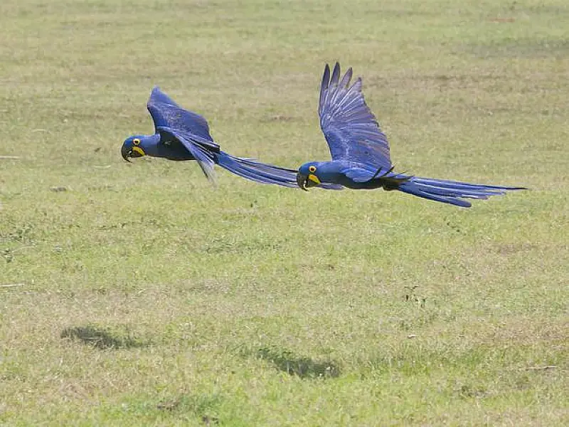 Projeto de preservação tira a arara azul da lista de animais em extinção
