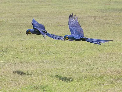 Projeto de preservação tira a arara azul da lista de animais em extinção