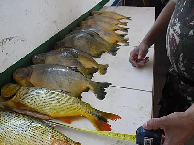 PMA prende quatro turistas de SP com pescado ilegal