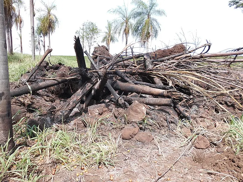Fazendeiro é autuado em R$ 10,5 mil por derrubada de árvores em meio a lavoura de soja