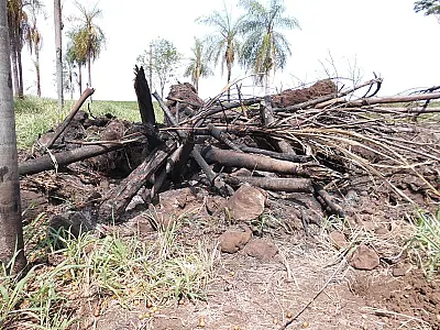 Fazendeiro é autuado em R$ 10,5 mil por derrubada de árvores em meio a lavoura de soja