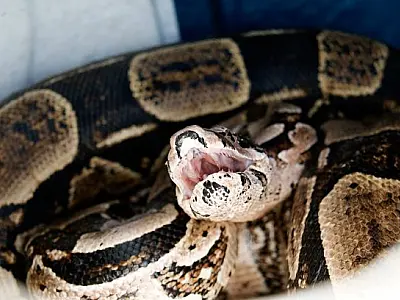 Homem chega em casa e descobre jiboia no telhado