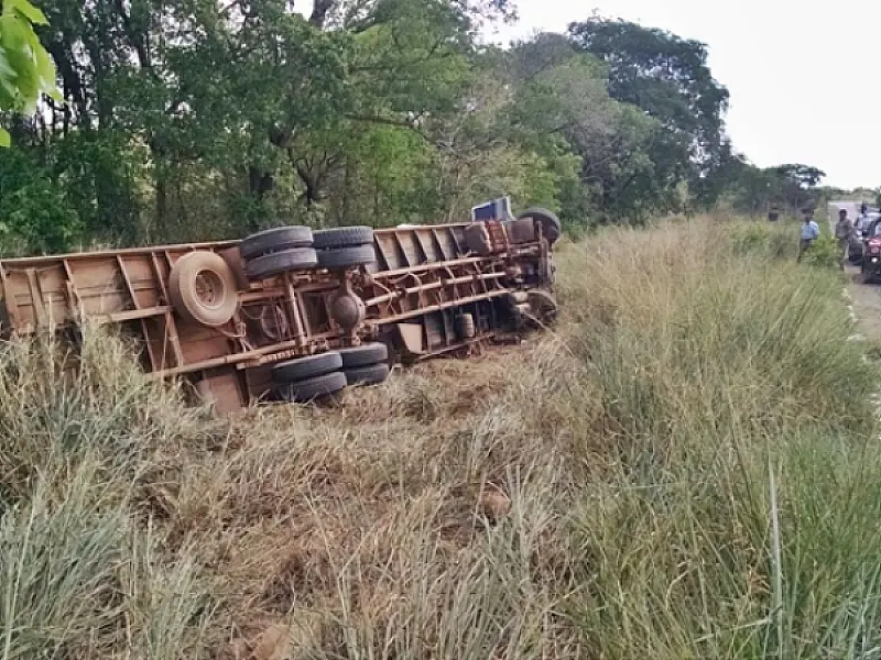 Caminhão carregado com bois tomba na BR-359