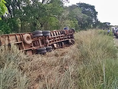 Caminhão carregado com bois tomba na BR-359