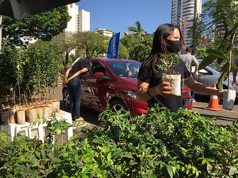 Dia da Árvore: Campo Grande celebra data como referência mundial em preservação das florestas urbana