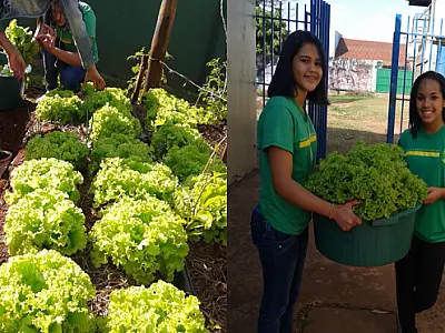 Escola estadual envolve comunidade escolar em cultivo de hortaliças