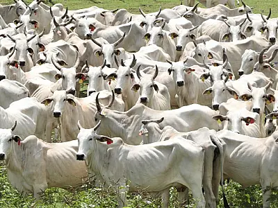 Pantanal terá plano de fortalecimento em Mato Grosso do Sul para todas as cadeias pecuárias