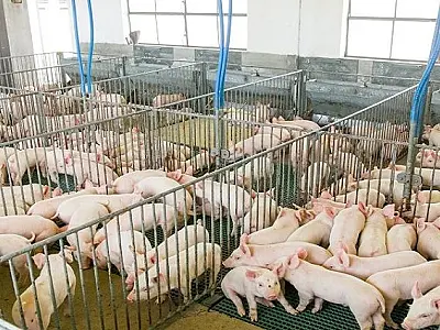 Leitão Vida: programa do Governo de MS garante mais incentivos e alavanca a suinocultura estadual
